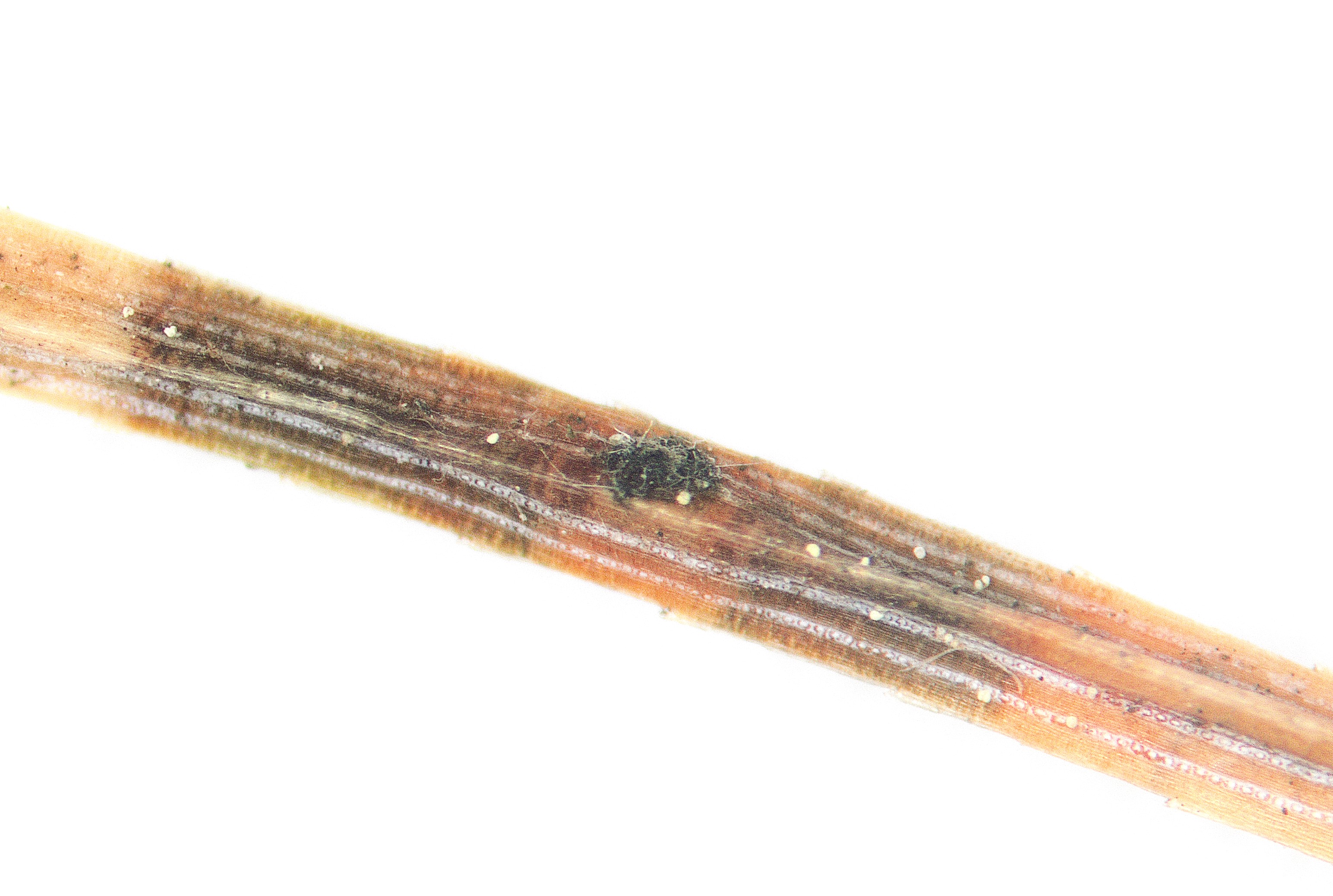 BSNB whitepine sign.jpg